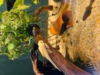 L144 bleu eye jonge mannen, Dieren en Toebehoren, Vissen | Aquariumvissen, Vis