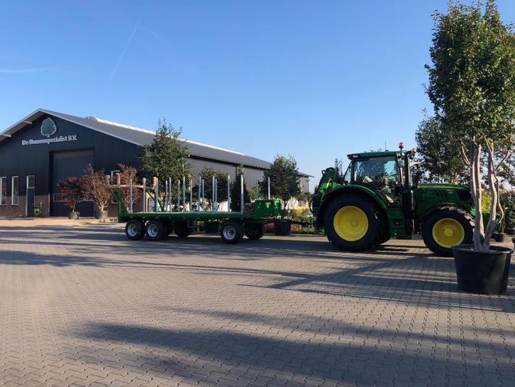 Leilinde, leiplataan, lei amberboom dakplataan, dakmoerbei, Tuin en Terras, Planten | Bomen, Overige soorten, Volle zon, Ophalen of Verzenden
