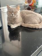 Bijna (Gratis)! Britsekorthaar poes erg lief karakter, Poes, 3 tot 5 jaar