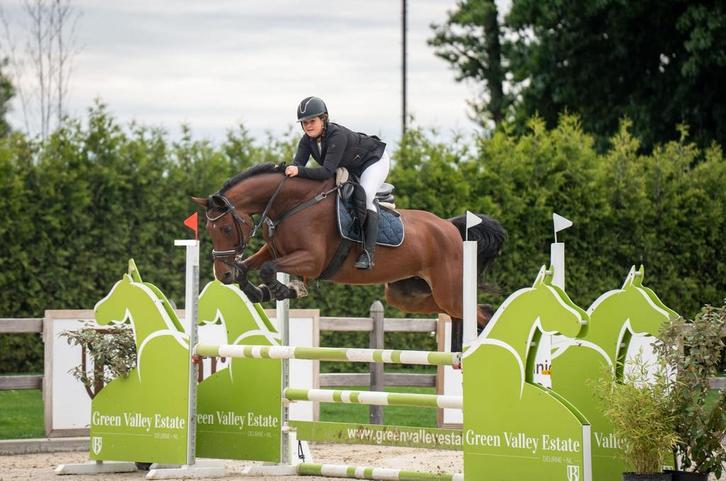 Top springpaard, fijne leermeester, Dieren en Toebehoren, Paarden, Merrie, M, 170 tot 175 cm, 7 tot 10 jaar, Springpaard, Met stamboom