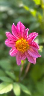 Dahlia 28, Tuin en Terras, Ophalen, Zomer, Overige soorten, Volle zon