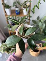 Hoya Macrophylla, Tuin en Terras, Planten | Tuinplanten, Ophalen of Verzenden, Groenteplanten, Halfschaduw