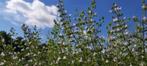 Calamintha nepeta subsp. nepeta Kleine bergsteentijm bijen++, Tuin en Terras, Planten | Tuinplanten, Kruiden, Zomer, Vaste plant