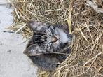 Lieve boerderij kitten, Dieren en Toebehoren, Katten en Kittens | Overige Katten, Poes