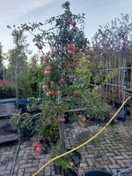 Elstar appelboom, Ophalen, Volle zon, Appelboom, 100 tot 250 cm