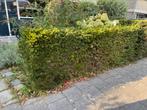 GRATIS taxushaag, Ophalen, Taxus, Haag, 100 tot 250 cm