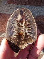 Araucaria alvarezii, fossilized pine cone, Ophalen of Verzenden, Fossiel