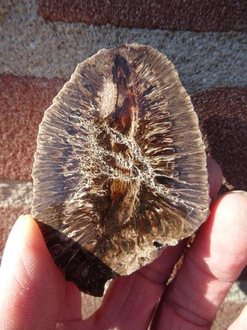 Araucaria alvarezii, fossilized pine cone, Verzamelen, Mineralen en Fossielen, Fossiel, Ophalen of Verzenden