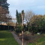 Taxus Vormsnoei op Stam - Diverse Modellen, Bloeit niet, Overige soorten, 100 tot 250 cm, Ophalen