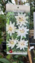 Passieflora, blauwe,witte rose regen, druiven 175-250 cm, Ophalen, Zomer, Klimplanten, Halfschaduw