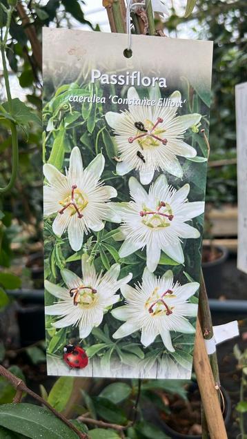 Passieflora, blauwe,witte rose regen, druiven 175-250 cm beschikbaar voor biedingen