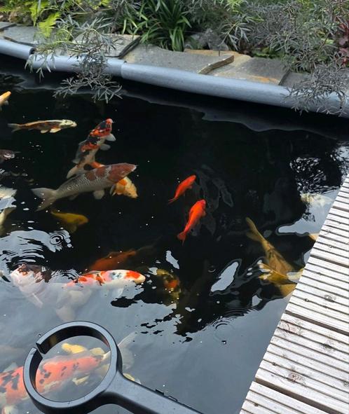 Grote goudvissen en steur te koop, Dieren en Toebehoren, Vissen | Vijvervissen, Goudvis(sen)
