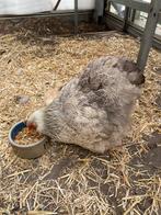 Moeder cochin met 2 kuikens, Dieren en Toebehoren, Meerdere dieren, Kip