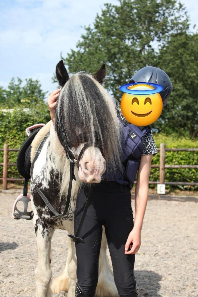 Gezocht: super lieve, grote Shetlander of Mini Tinker!, Dieren en Toebehoren, Pony's, Meerdere dieren, A pony (tot 1.17m), 7 tot 10 jaar