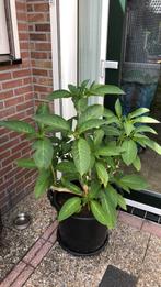 Te koop brugmansia stekjes, Ophalen of Verzenden