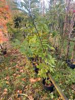 Tamme Castanje bomen €24,50, Tuin en Terras, Ophalen of Verzenden, Zomer, Volle zon, Overige soorten