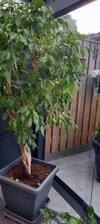 Te koop, mooie Ficus Benjamin, Ophalen, Volle zon, Overige soorten