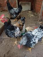 Jonge hanen, Dieren en Toebehoren, Mannelijk, Kip