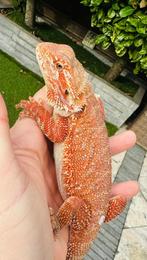 Super mooie rode baardagaam man, Dieren en Toebehoren, Reptielen en Amfibieën, Hagedis, 0 tot 2 jaar