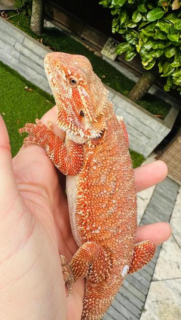 Super mooie rode baardagaam man beschikbaar voor biedingen