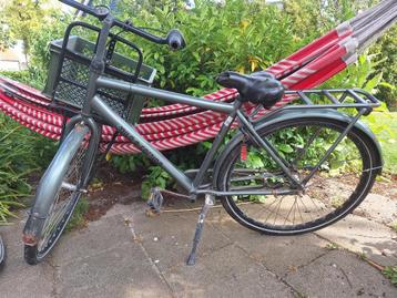 Cortina milo (28 inch) beschikbaar voor biedingen