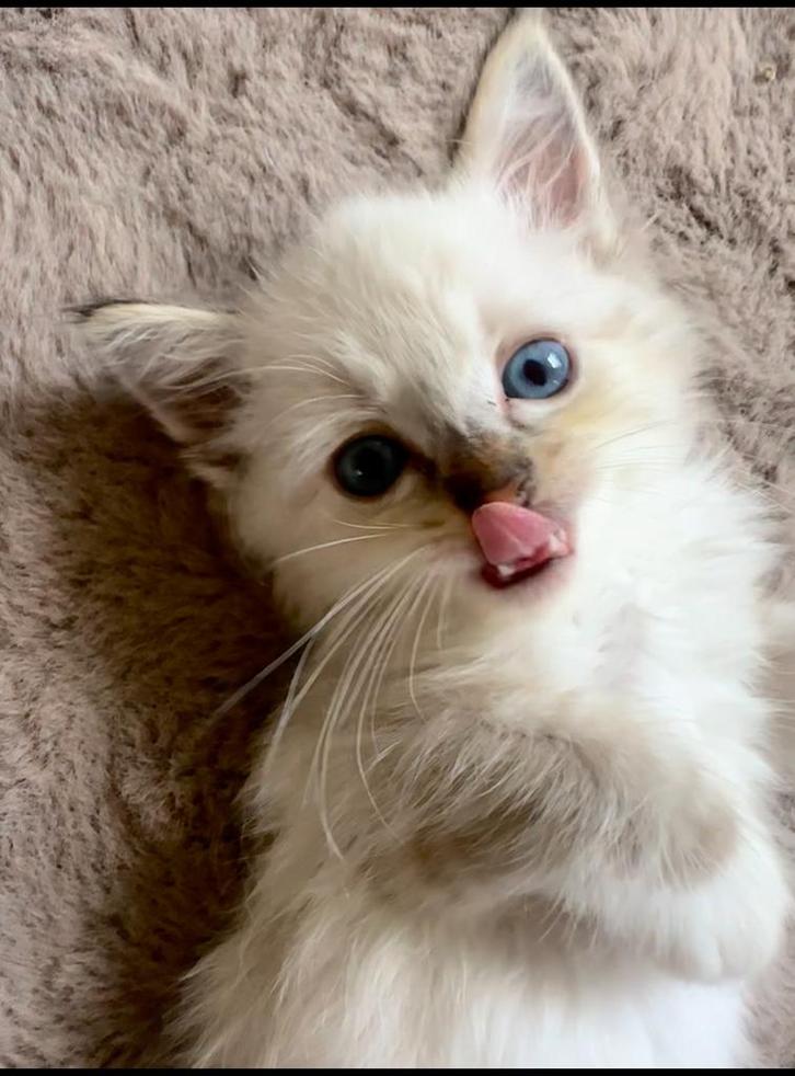 Ragdoll kittens nog 1 kater met garantie, Dieren en Toebehoren, Katten en Kittens | Raskatten | Langhaar, Meerdere dieren, 0 tot 2 jaar