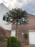 Gratis apenboom - Araucaria araucana, Tuin en Terras, Planten | Bomen, Ophalen, Bloeit niet, Volle zon, Overige soorten
