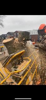 bomenkappen boomkappen boom bomen kappen rooien snoeien, Diensten en Vakmensen, Tuinmannen en Stratenmakers, Bestrating, Garantie