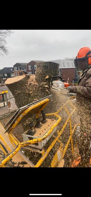 bomenkappen boomkappen boom bomen kappen rooien snoeien 