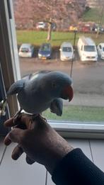 Halsbandparkiet, Dieren en Toebehoren, Vogels | Duiven, Mannelijk, Overige soorten