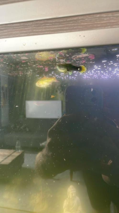 Gratis vissen (zuigvis, guppy, 18-24 graden vissen), Dieren en Toebehoren, Vissen | Aquariumvissen, Zoetwatervis, Vis