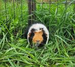 Schol zoekt een huisje! (cavia zeugje), December, Vrouwelijk, Cavia