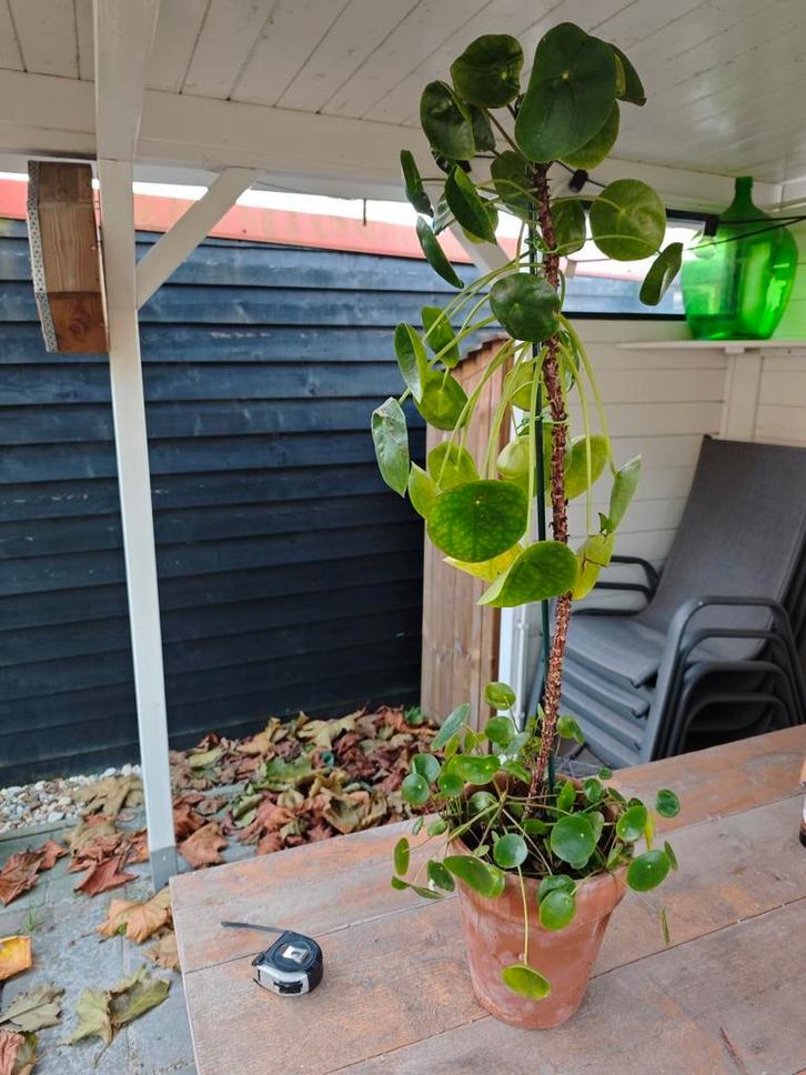 Gratis: enorme Pilea peperomioides / pannenkoek met gebreken, Huis en Inrichting, Kamerplanten, Overige soorten, Minder dan 100 cm