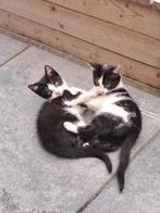 Lieve kittens, Meerdere dieren, Kortharig, 0 tot 2 jaar