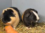 Prachtig koppeltje beren, Oktober, Meerdere dieren, Cavia