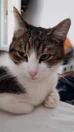 Kenzie zoekt een rustig huisje, Dieren en Toebehoren, Katten en Kittens | Raskatten | Korthaar, Poes