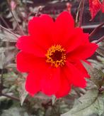 Dahlia knollen 'Bishop': Prachtige rode bloem!, Overige soorten, Volle zon, Vaste plant, Ophalen of Verzenden