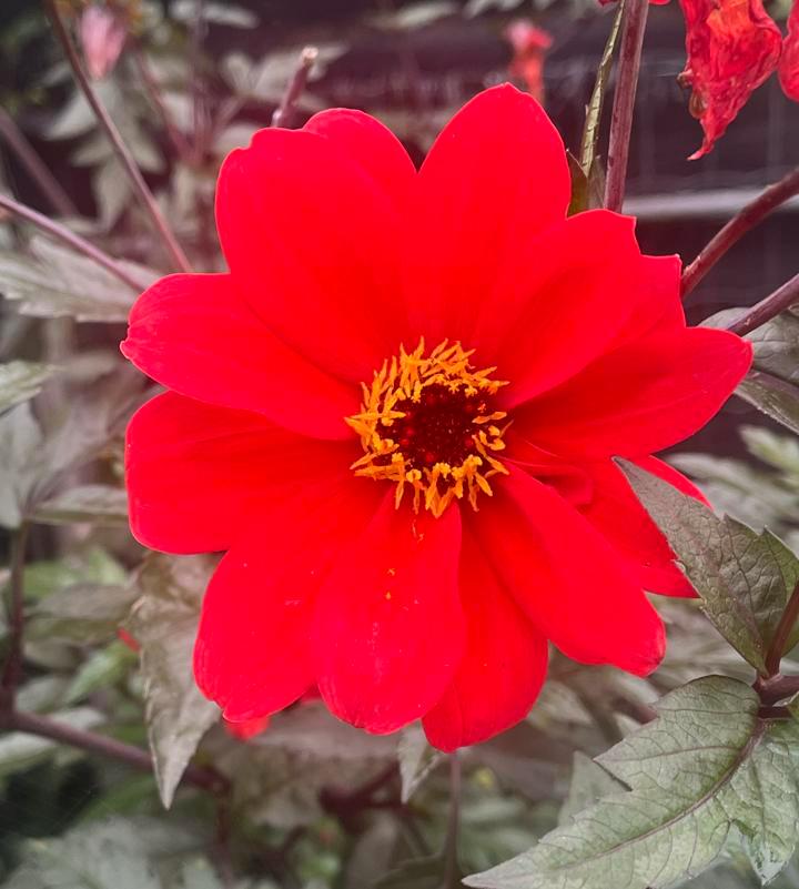 Dahlia knollen 'Bishop': Prachtige rode bloem!, Tuin en Terras, Planten | Tuinplanten, Vaste plant, Overige soorten, Volle zon