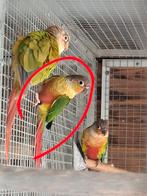 4x jonge pyrrhura molinae - 2025 - niet tam, Dieren en Toebehoren, Vogels | Parkieten en Papegaaien, Geslacht onbekend, Parkiet