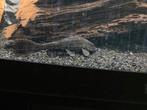 Super mooie grote pleco, Vis, Zoetwatervis