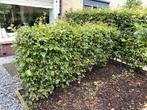 Beukenhaag - Mooie, volle haag! 15 losse boompjes, Tuin en Terras, Ophalen, Beukenhaag, Haag, 100 tot 250 cm