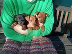 Dwergpincher, dwergpinscher, pincher pups op zorgboerderij, Dieren en Toebehoren, Overige rassen, 8 tot 15 weken, CDV (hondenziekte)