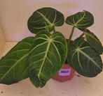 anthurium Villenaorum, Huis en Inrichting, Kamerplanten, Ophalen of Verzenden, Halfschaduw, Minder dan 100 cm