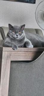 Britse Korthaar Dekkater met Dekkinggarantie ( Niet te koop), Dieren en Toebehoren, Katten en Kittens | Dekkaters