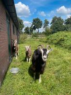 3 makke geiten te koop, Dieren en Toebehoren, Schapen, Geiten en Varkens, Meerdere dieren, Geit