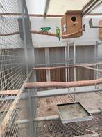 Te koop jonge cloncurry parkieten., Dieren en Toebehoren, Ophalen of Verzenden, Zo goed als nieuw, Vogelkooi