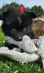 Te koop mooie dwergkees puppies (pomeriaan), Dieren en Toebehoren, Nederland, Keeshond, CDV (hondenziekte), 8 tot 15 weken