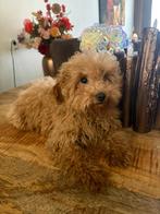 Prachtige abrikoos poedel teefje, Dieren en Toebehoren, Poedel, Parvo, 8 tot 15 weken, Teef