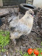 Gratis zijdehoen haantje zwart- wit, Dieren en Toebehoren, Pluimvee, Mannelijk, Kip