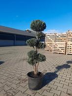 Chamaecyparis Columnaris Glauca - Blauwe Conifeer vanaf €30, Tuin en Terras, Ophalen of Verzenden, Bloeit niet, Halfschaduw, Overige soorten